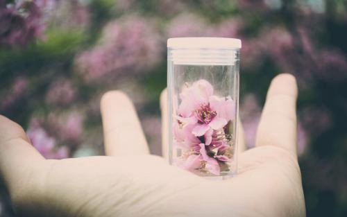 桃花美桃花開(kāi)