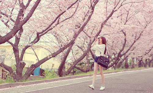 梅花弄弄弄
