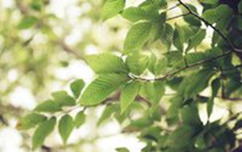 八月桂花遍地開(kāi)