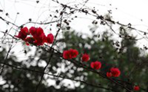 茉莉廣場(chǎng)舞愛(ài)在春天